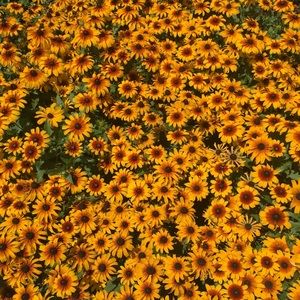 Meet your Posher, Jimena